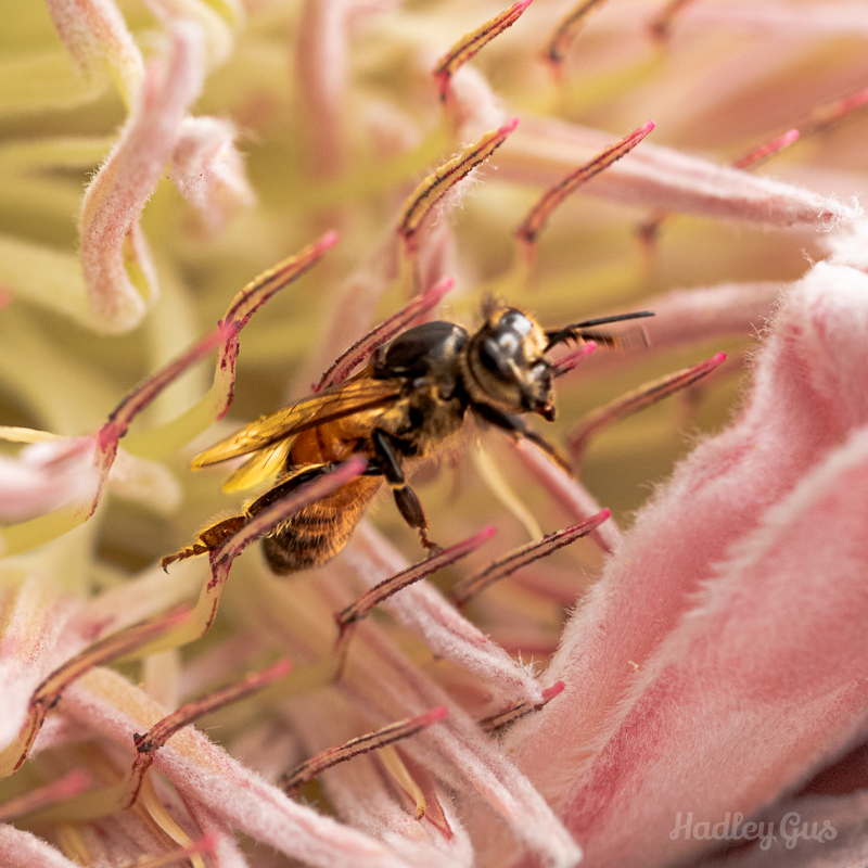 Photo of Bee and Protea Flower by Hadley Gustafson Fine Art Photo